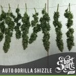 Auto Gorilla Shizzle by Short Stuff Seeds – Feminized – Super Strength – Auto-Flowering – image 2 – Seed City