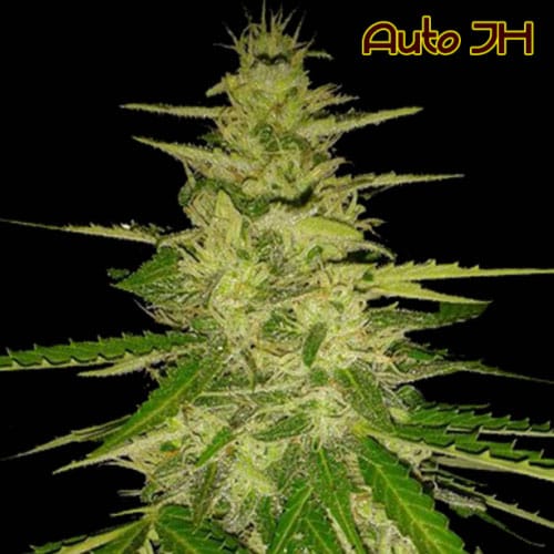 Image 2 of Auto JH cannabis by Original Sensible Seeds – Guaranteed female plants – Outdoor – Woodsy – Seed City