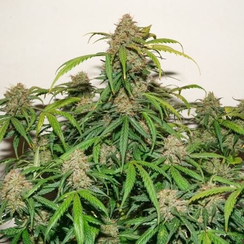 Image 3 of Auto Kerosene Krash cannabis by Dutch Passion Seeds – 12/12 Photoperiod – Earthy – Large yield – Seed City