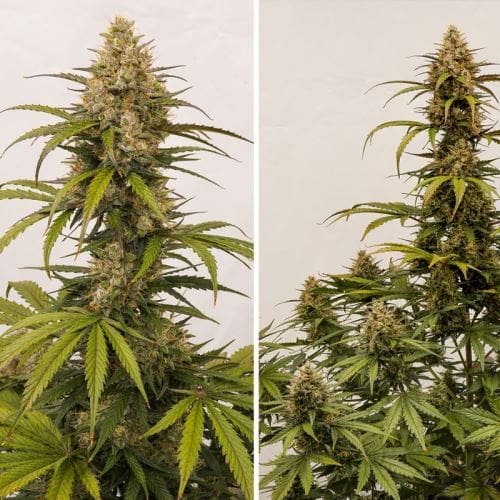 Auto Melonade Runtz from Dutch Passion Seeds