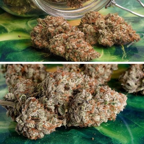 showing Fruity – Auto-Flowering – Cerebral – image 3 – Seed City