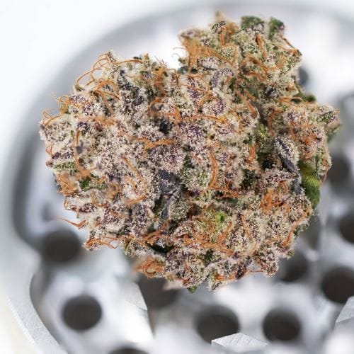Fruity – Auto-Flowering – High Yielding – Auto Mimosa Punch strain – image 2 – from Dutch Passion Seeds via Seed City