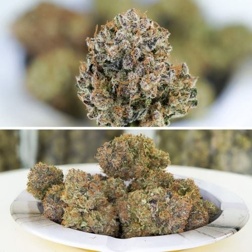 Auto Mimosa Punch cannabis seeds – High Yielding – Outdoor cultivation – Auto-Flowering – image 6 from Seed City