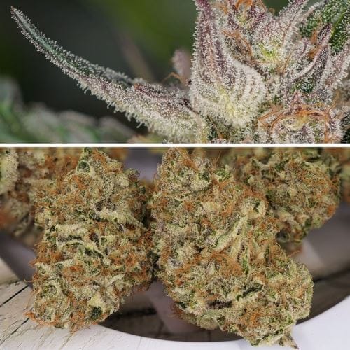 Auto Trichome and Cream by Dutch Passion Seeds – Dairy – Super Strength – Auto-Flowering – image 3 – Seed City