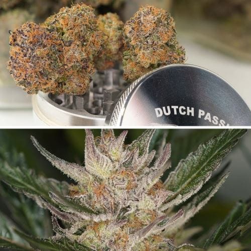 Auto Trichome and Cream cannabis seeds – Super Strength – Dairy – Indoor – image 6 from Seed City
