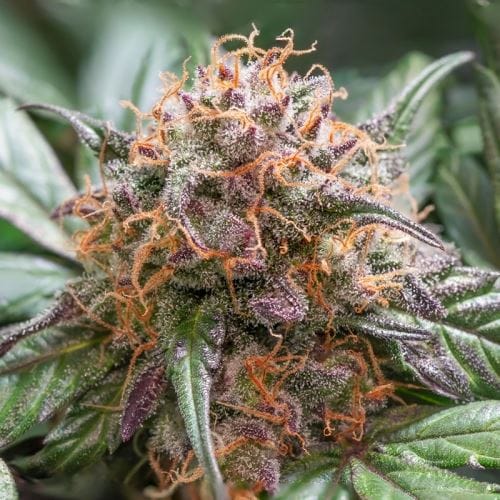 Auto Trichome and Cream cannabis seeds – Female seeds – Auto-Flowering – Indoor – image 7 from Seed City