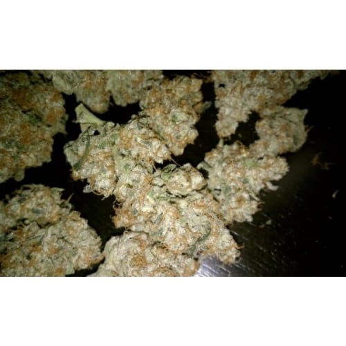 Auto Wappa from Paradise Seeds