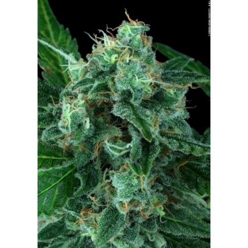 showing Sweet – Female seeds – Auto-Flowering – image 3 – Seed City