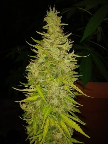 Auto JH from Original Sensible Seeds