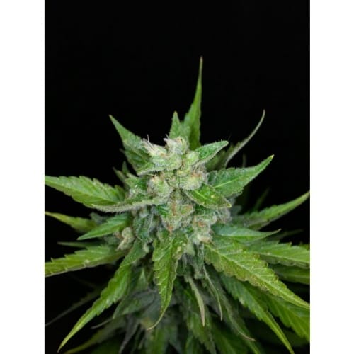 Chong's Choice - Auto Kong 4 cannabis seeds – Indoor-friendly – Lemon – Auto-Flowering – image 2 from Seed City