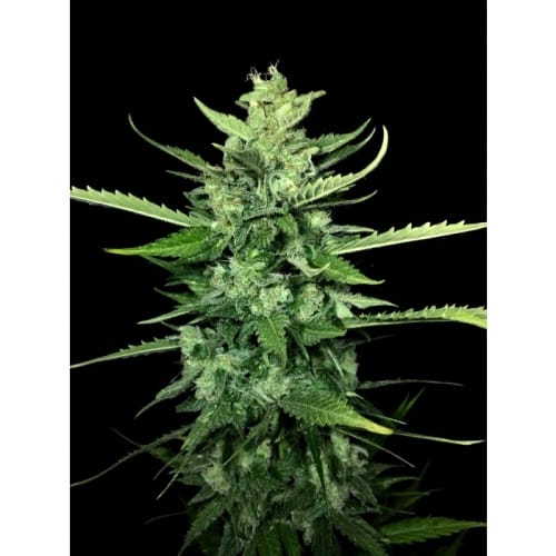 Chong's Choice - Auto Kong 4 by Paradise Seeds – Indoor-friendly – Indica Dominant – Female seeds – image 3 – Seed City