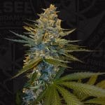 showing Suited for indoor growing – 12/12 Photoperiod – Banana – image 1 – Seed City