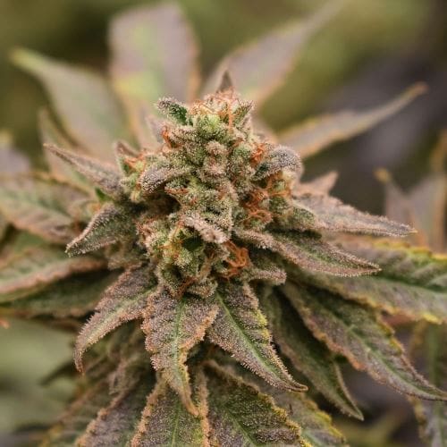 Image 2 of Banana Jungle cannabis by Old School Genetics – Indoor – 12/12 Photoperiod – Feminized – Seed City