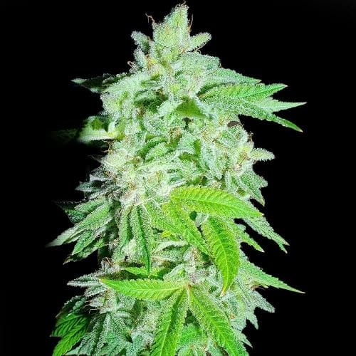 Banana Oreoz cannabis seeds – Large yield – Indoor-friendly – Banana – image 2 from Seed City