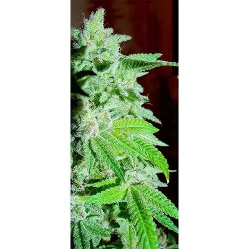 Banana Oreoz cannabis seeds – 12/12 Photoperiod – Cerebral – Feminized – image 3 from Seed City
