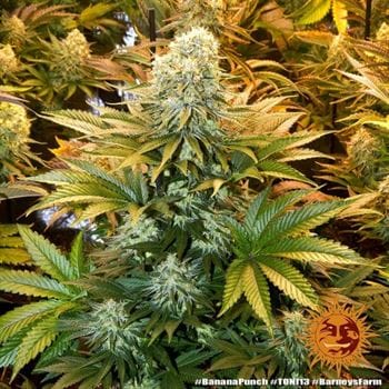 Banana Punch by Barneys Farm Seeds – Suited for indoor growing – 50% Indica/50% Sativa – Banana – image 3 – Seed City