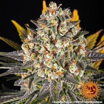 Banana Punch by Barneys Farm Seeds – Guaranteed female plants – Banana – 50% Indica/50% Sativa – image 5 – Seed City