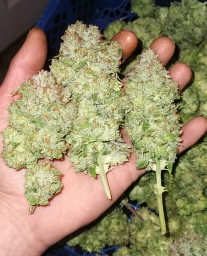 Banger Glue cannabis seeds – Piney – Couch Lock – Female seeds – image 3 from Seed City