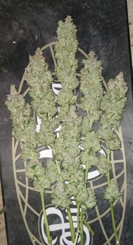 Banger Glue by Little Chief Collabs – Couch Lock – Outdoor – Female seeds – image 4 – Seed City
