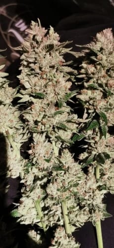 Image 7 of Banger Glue cannabis by Little Chief Collabs – 50% Indica/50% Sativa – Piney – Couch Lock – Seed City