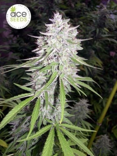 showing The End of September – Regular – Greenhouse – image 1 – Seed City