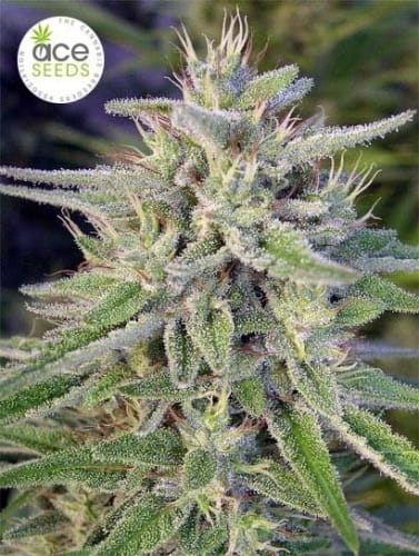 Greenhouse – Sativa Dominant – Resistant to Pests – Bangi Haze strain – image 2 – from Ace Seed bank via Seed City
