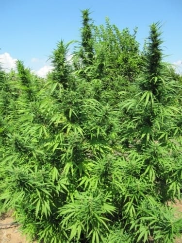 Bangi Haze from Ace Seed bank