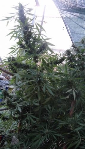 Bangi Haze cannabis seeds – Regular – Motivational – 12/12 Photoperiod – image 4 from Seed City
