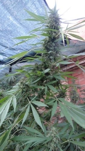 Bangi Haze from Ace Seed bank