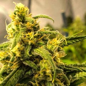 Big Bud Autoflower