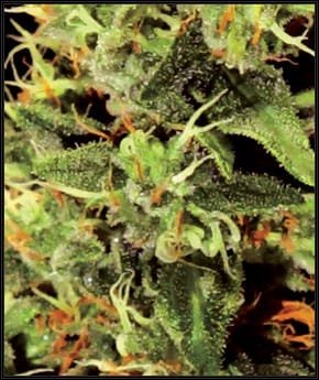 Big Bang from Green House Seeds