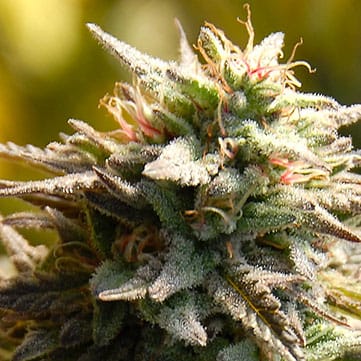 showing 12/12 Photoperiod – Uplifting – Outdoor cultivation – image 1 – Seed City