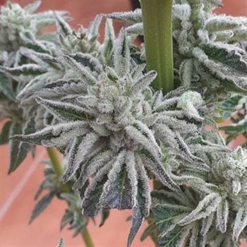Biscotti x Off Road cannabis seeds – 50% Indica/50% Sativa – 12/12 Photoperiod – Sweet – image 2 from Seed City