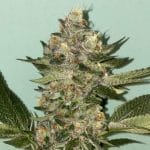 Biscotti 2.0 cannabis seeds – Super Strength – Fruity – Suited for indoor growing – image 3 from Seed City