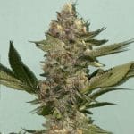 Image 9 of Biscotti 2.0 cannabis by The Plug Seedbank – 12/12 Photoperiod – Feminized – Appetite Stimulant – Seed City