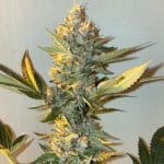 Biscotti 2.0 from The Plug Seedbank
