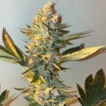 showing Appetite Stimulant – Fruity – Super Strength – image 11 – Seed City