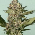 Biscotti 2.0 cannabis seeds – Suited for indoor growing – Feminized – Fruity – image 13 from Seed City
