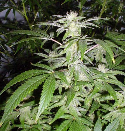 Image 3 of Black Widow cannabis by Mr Nice Seeds – Piney – Super Strength – Beginning of October – Seed City