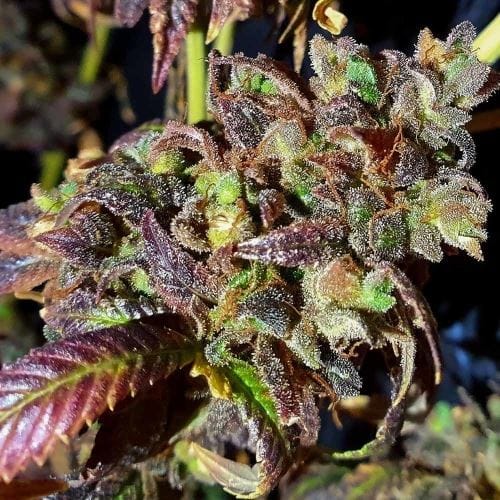 Black Cherry Cake cannabis seeds – Regular – 12/12 Photoperiod – Cherry – image 2 from Seed City