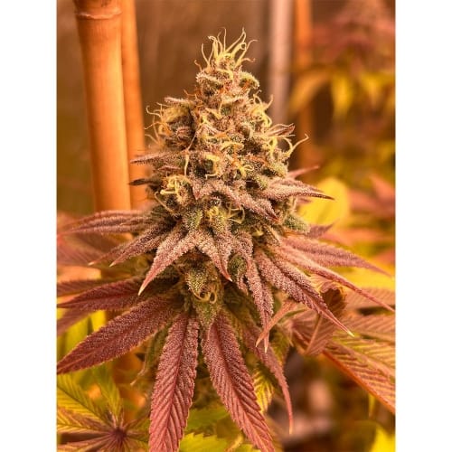 Blood Diamonds cannabis seeds – Fruity – Suited for indoor growing – 12/12 Photoperiod – image 4 from Seed City