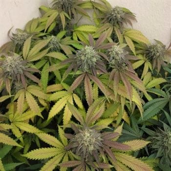 12/12 Photoperiod – 50% Indica/50% Sativa – Fruity – Blowrange strain – image 2 – from Grateful Seeds via Seed City