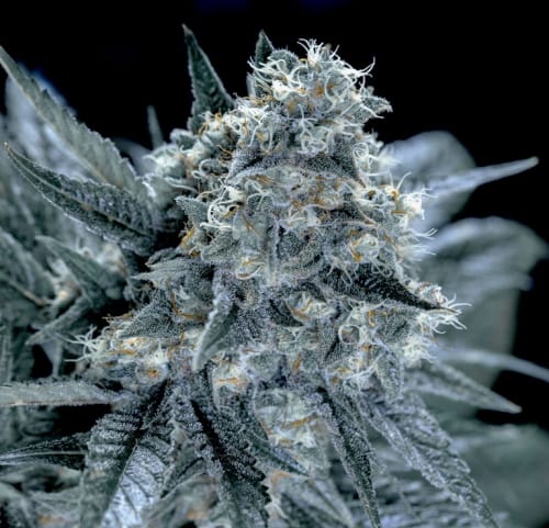 showing Indica Dominant – Middle of October – 12/12 Photoperiod – image 1 – Seed City