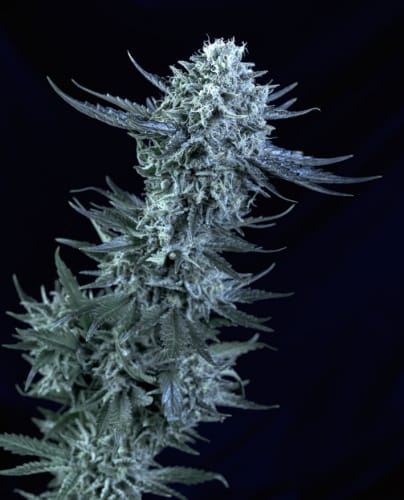 Blubonik by Genehtik Seeds – 12/12 Photoperiod – Guaranteed female plants – Indoor-friendly – image 2 – Seed City