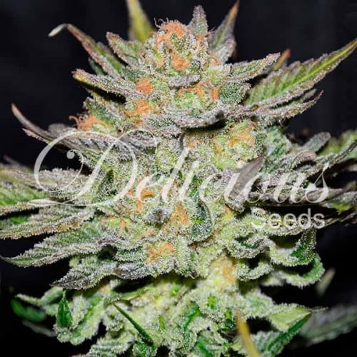 Image 2 of Blue Ace Auto CBD cannabis by Delicious Seeds – Indica-heavy – Anxiety – Feminized – Seed City