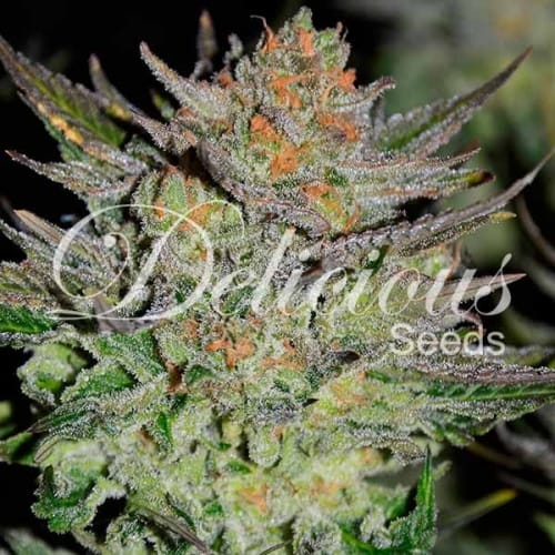 Blue Ace Auto CBD cannabis seeds – Auto-Flowering – Anxiety – Citrus – image 3 from Seed City