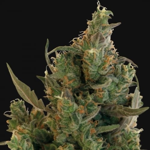 Image 2 of Blue Cheese cannabis by Barneys Farm Seeds – Super Strength – 12/12 Photoperiod – Mostly Indica – Seed City