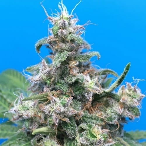 Blue Cheese from Barneys Farm Seeds