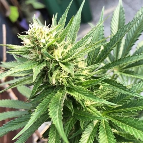 showing 12/12 Photoperiod – Sweet – Mostly Indica – image 3 – Seed City