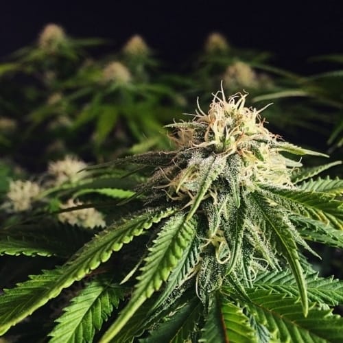 Blue Cheese cannabis seeds – Appetite Stimulant – Outdoor cultivation – High Yielding – image 4 from Seed City